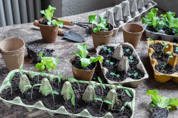 Starting a Garden from Seeds